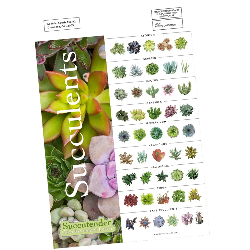 Flyer printed for the mail